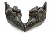 Wide Woolly Mammoth Lower Jaw With M Molars - Poland #357012-2